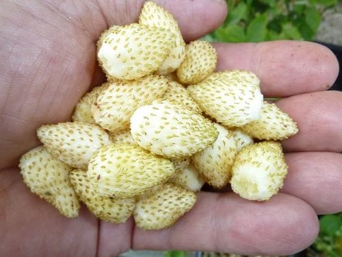 Pineapple Crush Alpine Strawberry 1 Pineapple Crush Alpine Strawberry