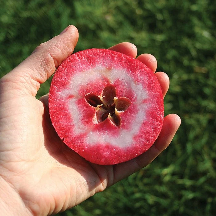 Redlove® Odysso 1 Redlove® Odysso