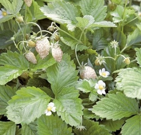 White Solemacher Alpine Strawberry 1 White Solemacher Alpine Strawberry