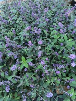 New Arrival -Alpha Shop 55E266CF D817 45A1 85DD 473776036DA4