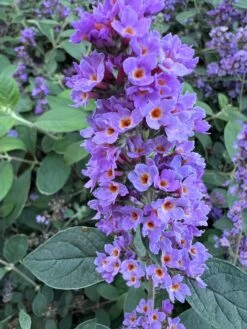 New Arrival 1 LO & BEHOLDĀ® āBlue Chip Jr.ā