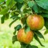 Honeycrisp And Melrose Apple Bundle (3 Trees)