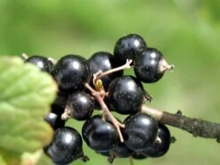 Laxton's Giant Black Currant