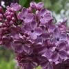 Frank's Fancy Lilac
