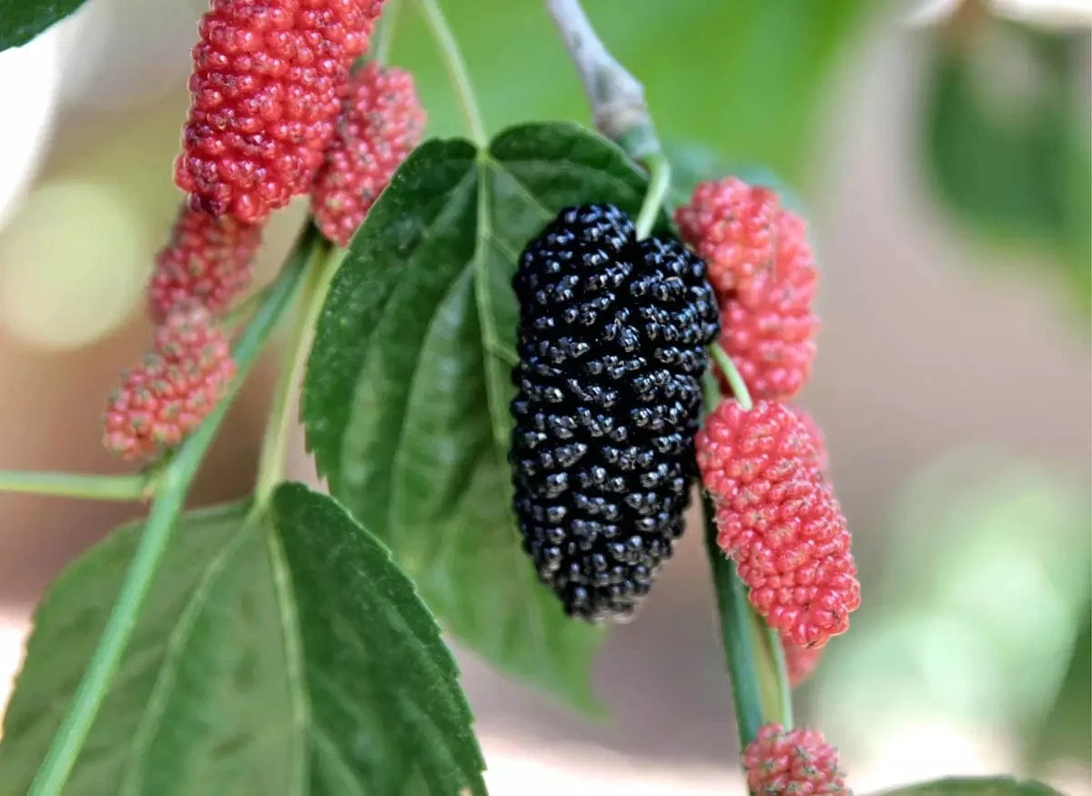 Black Beauty Fruiting Mulberry 1 Black Beauty Fruiting Mulberry