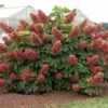 Ruby Slipper Hydrangea