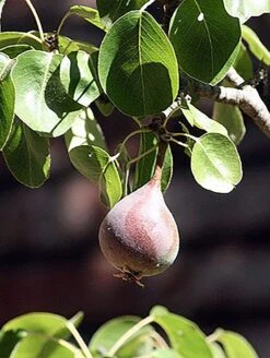Moonglow Pear -Alpha Shop MoonGlow Pyrus communis leaffruit Jean ccby20
