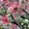 Toyo Nishiki Flowering Quince