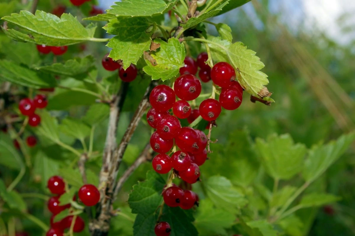 Viking Red Currant 1 Viking Red Currant