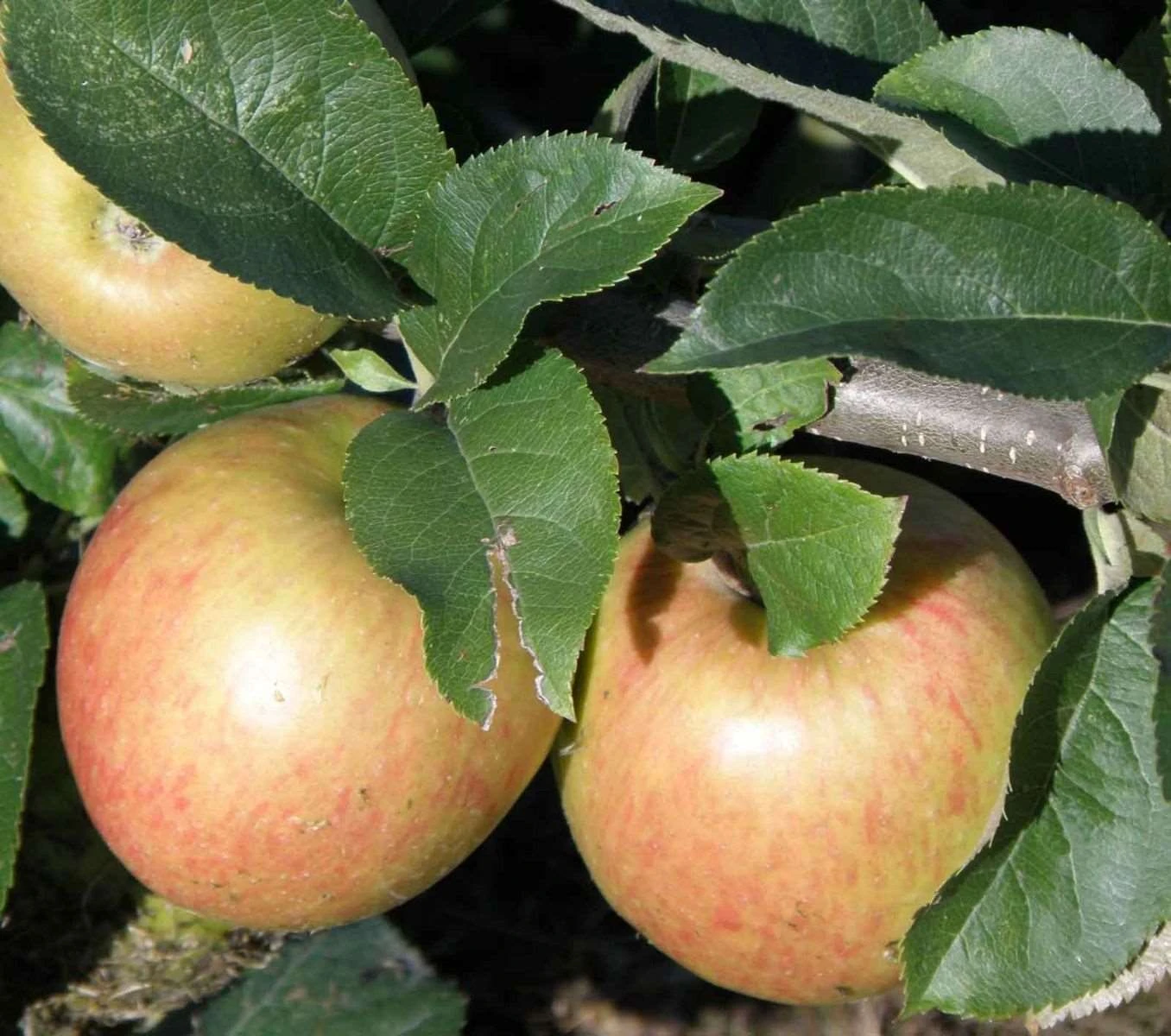 Jonagold Apple Tree 1 Jonagold Apple Tree