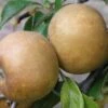 Brown Russet Apple
