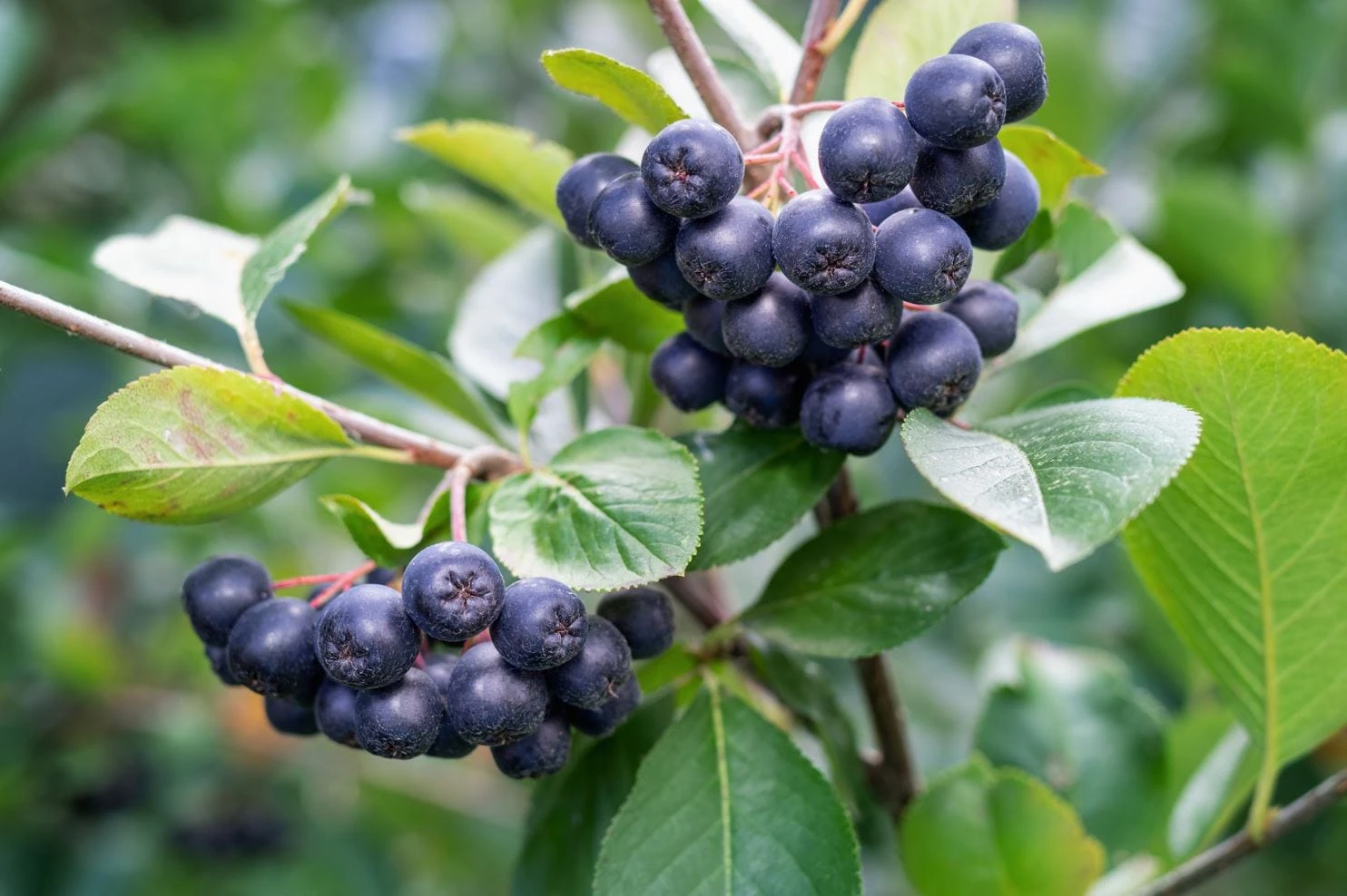 Raintree Select Aronia 1 Raintree Select Aronia