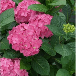 New Arrival 15 Let's Dance ”Arriba!® Reblooming Hydrangea