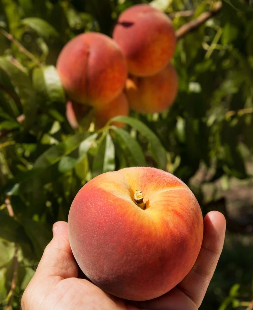 Avalon Pride Peach 1 Avalon Pride Peach