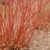 Baileyi Red Twig Dogwood