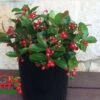 Berry Cascade ™ Wintergreen