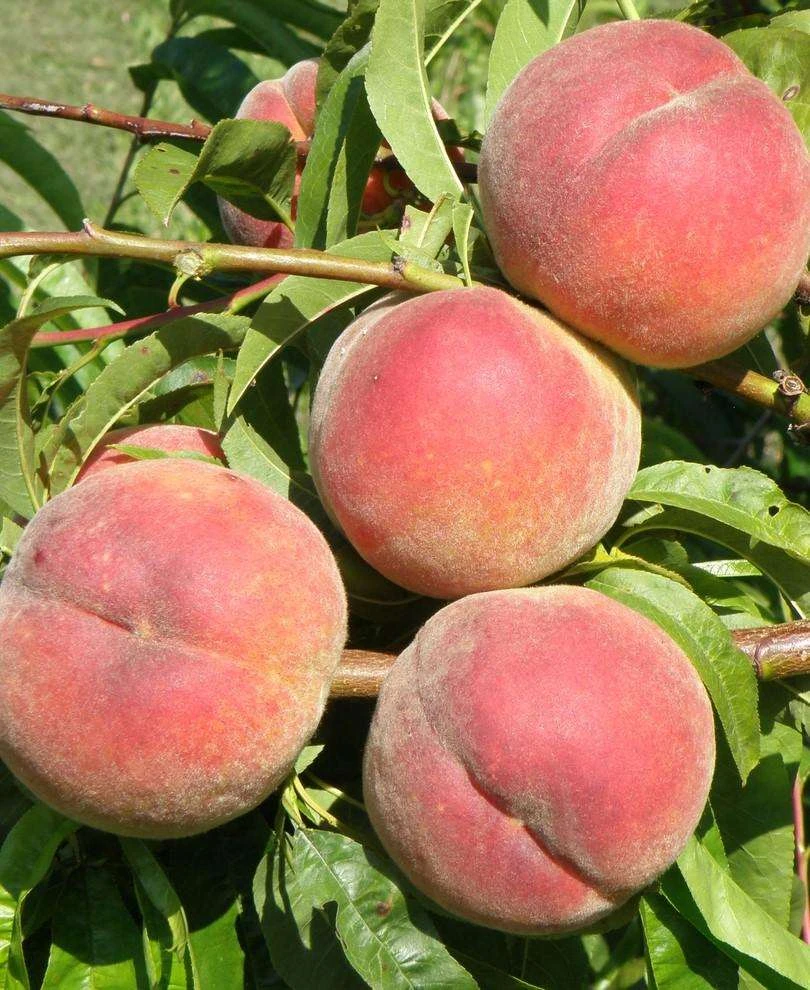 Betty Peach 1 Betty Peach