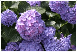 Let's Dance® Blue Jangles® Reblooming Hydrangea 7 Let's Dance® Blue Jangles® Reblooming Hydrangea -Alpha Shop bjangle