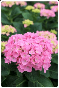 Let's Dance® Blue Jangles® Reblooming Hydrangea 6 Let's Dance® Blue Jangles® Reblooming Hydrangea -Alpha Shop bjangle2