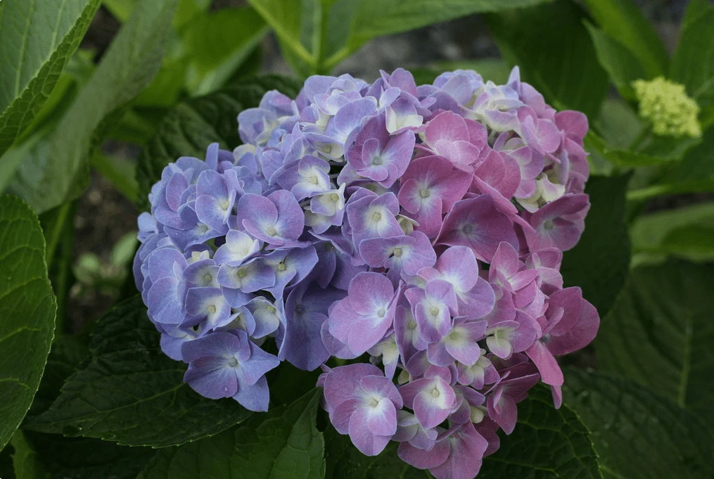 Let's Dance® Blue Jangles® Reblooming Hydrangea 2 Let's Dance® Blue Jangles® Reblooming Hydrangea - Image 2