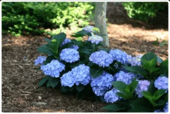 New Arrival 7 Let's DanceĀ® Blue JanglesĀ® Reblooming Hydrangea