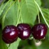 Black Gold Cherry