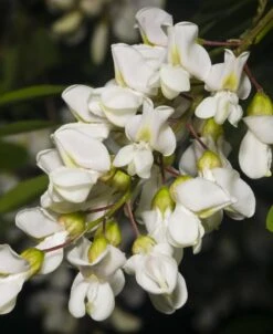Black Locust Seedling