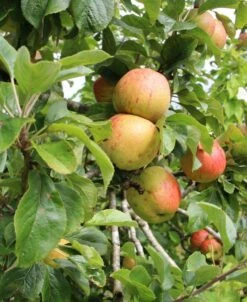 Bramley Apple