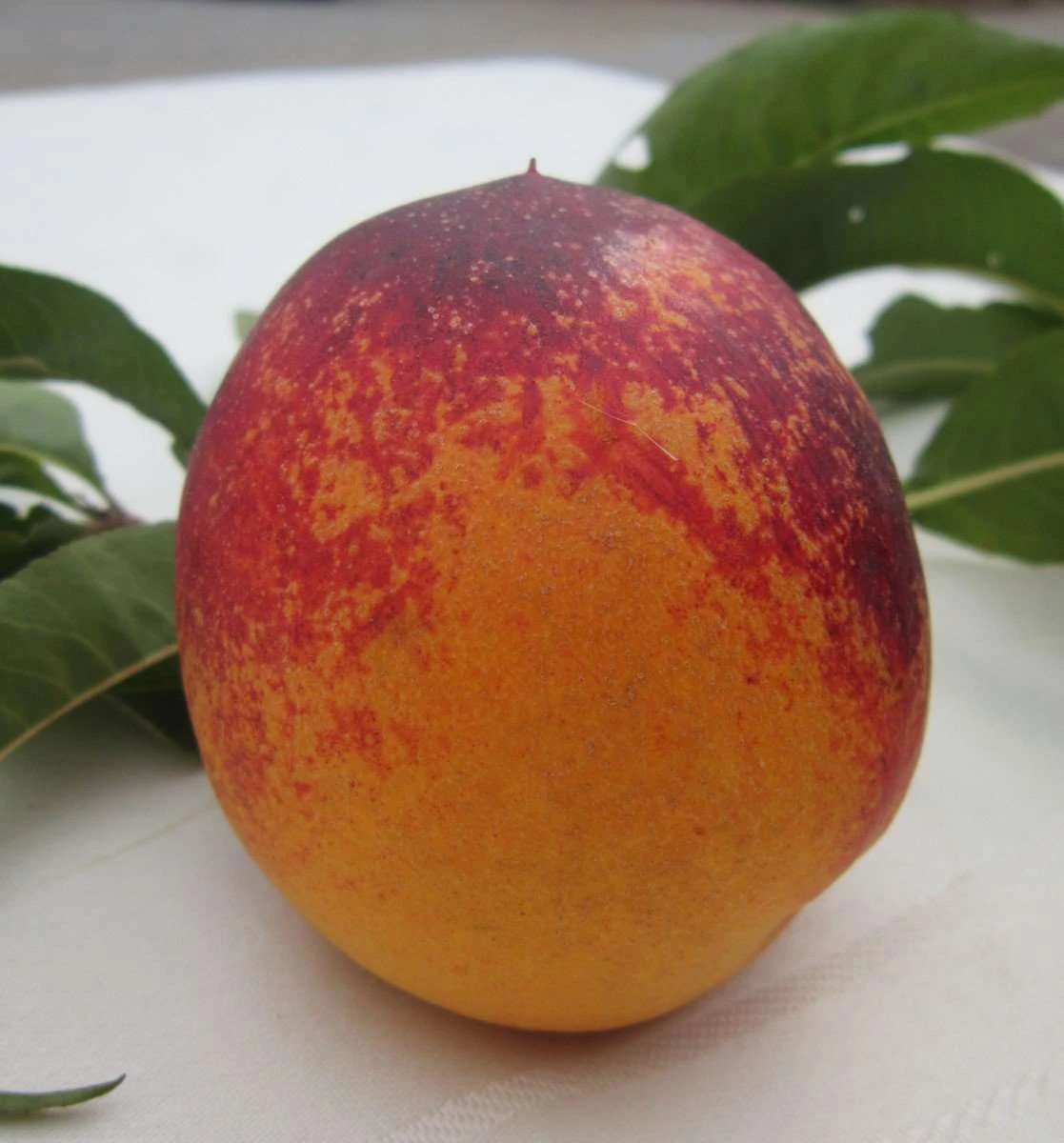 Speckled Egg Nectarine 1 Speckled Egg Nectarine