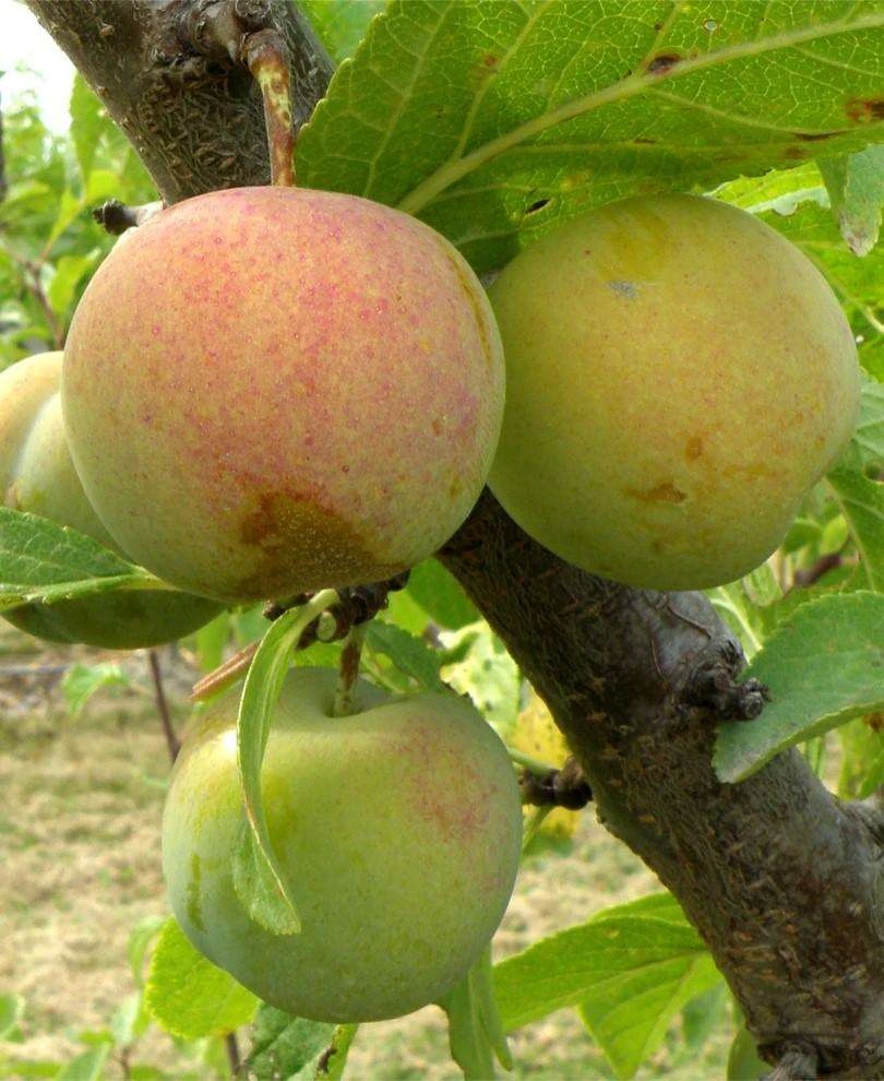 Cambridge Gage European Plum 1 Cambridge Gage European Plum