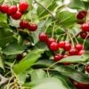 Combination Dwarf Cherry Tree (4 Varieties)
