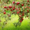 Combo Disease-Resistant Apple (5 Varieties)