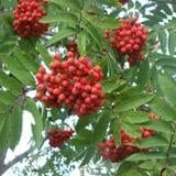 Navezhenskaya Mt. Ash