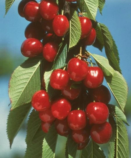 Vandalay Cherry 1 Vandalay Cherry