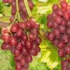 Einset Seedless Grape (Non Certified)