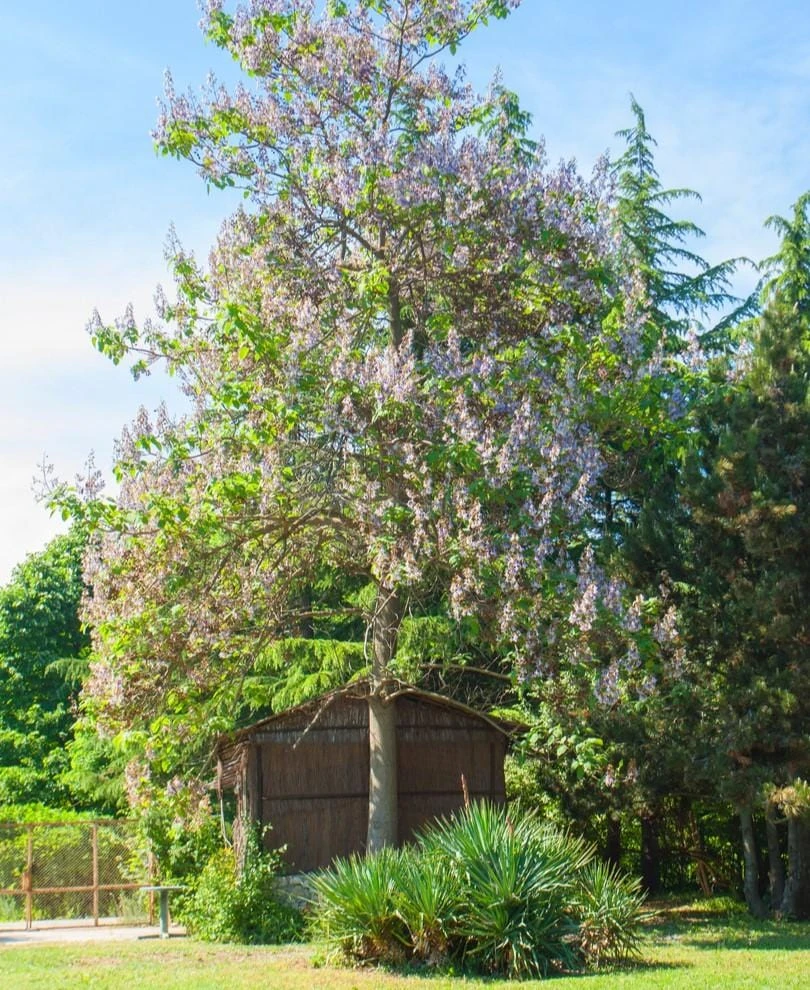 Empress Tree 1 Empress Tree