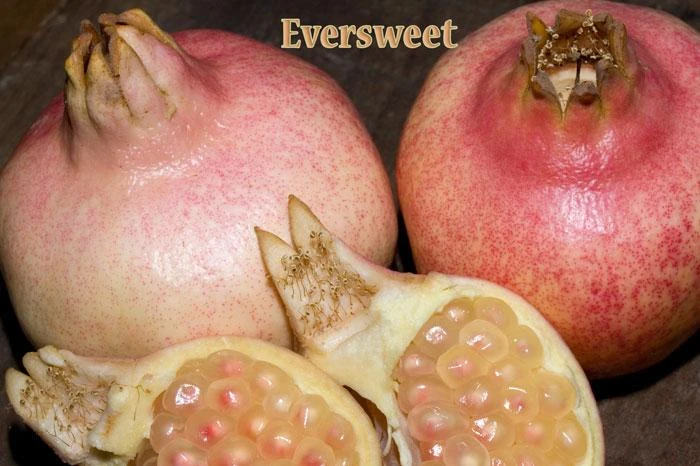 Eversweet Pomegranate 1 Eversweet Pomegranate