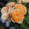 FLAVORETTE™ Honey-Apricot Rose