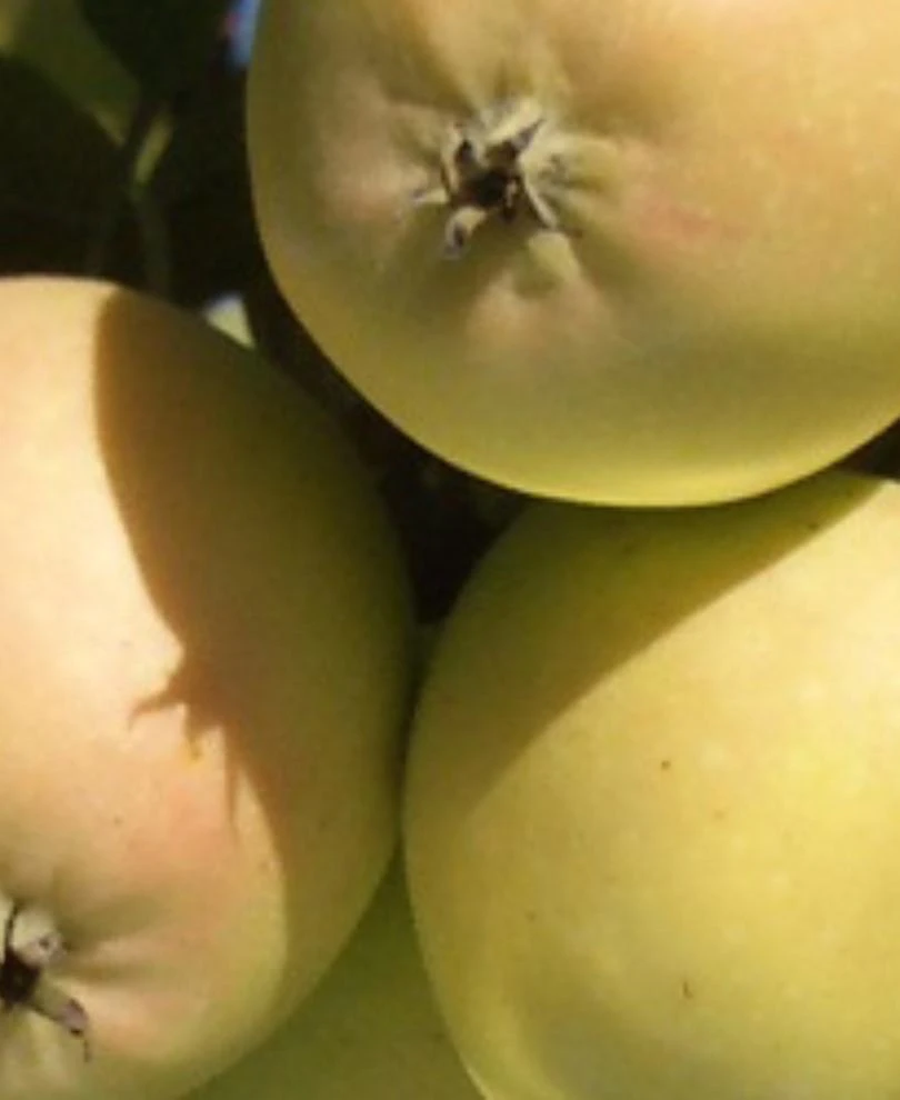 Harrison Cider Apple 2 Harrison Cider Apple - Image 2