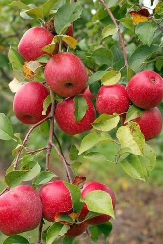 Easy-Grow Orchard Honeycrisp Apple Bundle (3 Trees) 1 Easy-Grow Orchard Honeycrisp Apple Bundle (3 Trees)