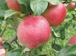 Wolf River Apple 5 Wolf River Apple -Alpha Shop httpraintreenursery.netpa720s wolfriver1 cc2662c6 b61b 4ab0 b8a8 42e171eb72fb
