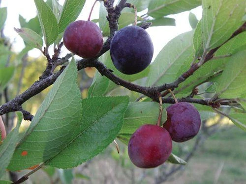 Premier Beach Plum 1 Premier Beach Plum