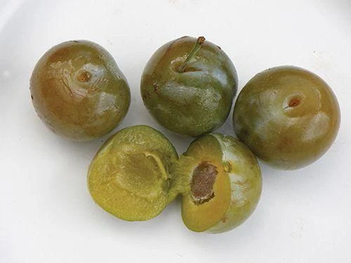 Reine Claude Doree European Plum 1 Reine Claude Doree European Plum
