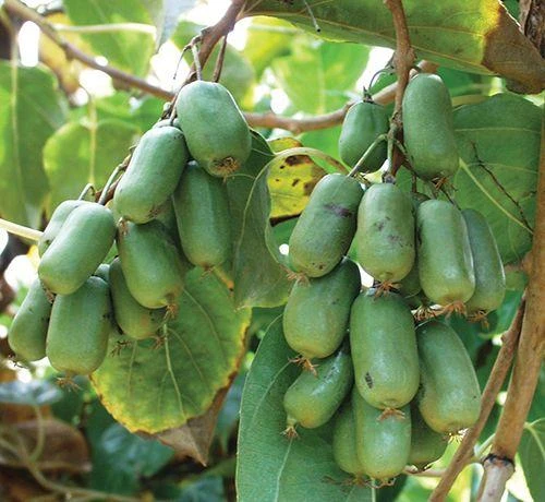 Jumbo Hardy Kiwi 1 Jumbo Hardy Kiwi