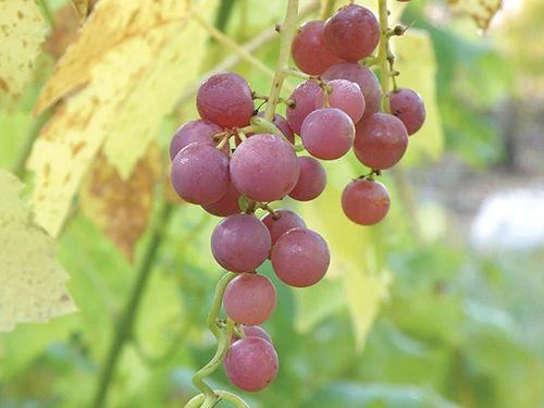 Hungarian Seedless Grape 1 Hungarian Seedless Grape