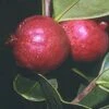 Chilean Guava