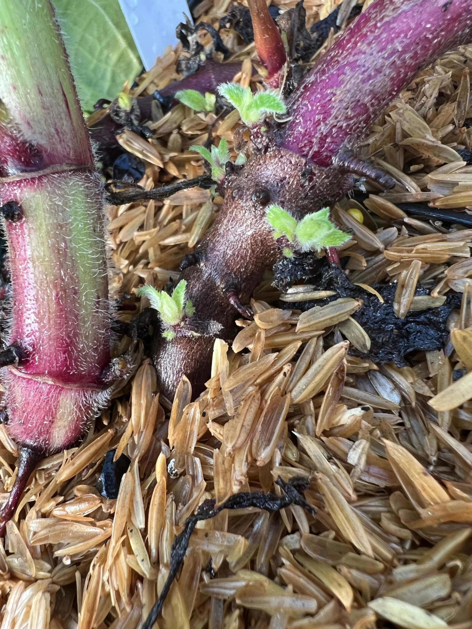 Purple Yacon 3 Purple Yacon - Image 3