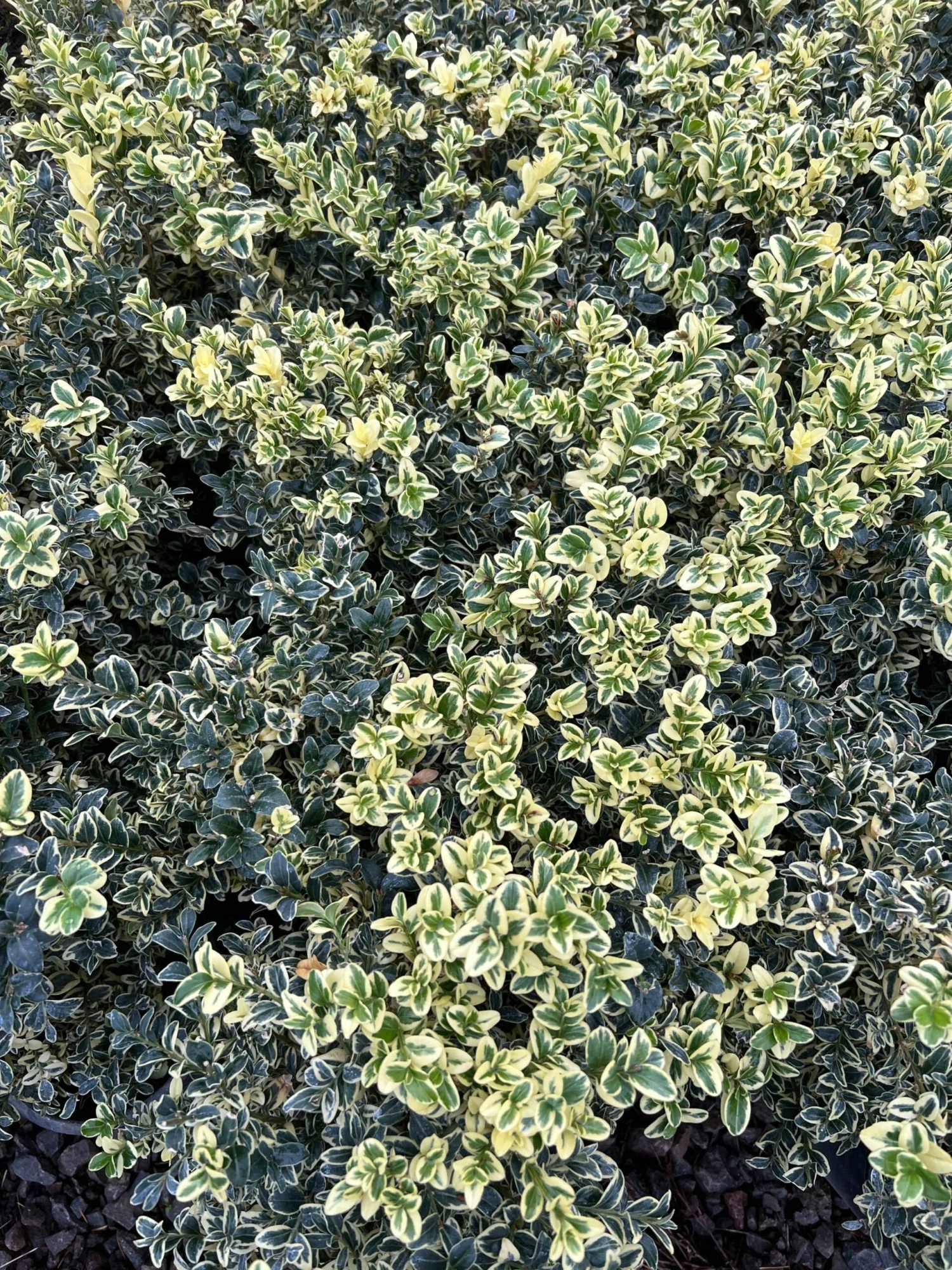 Alpha Variegated Boxwood 1 Alpha Variegated Boxwood