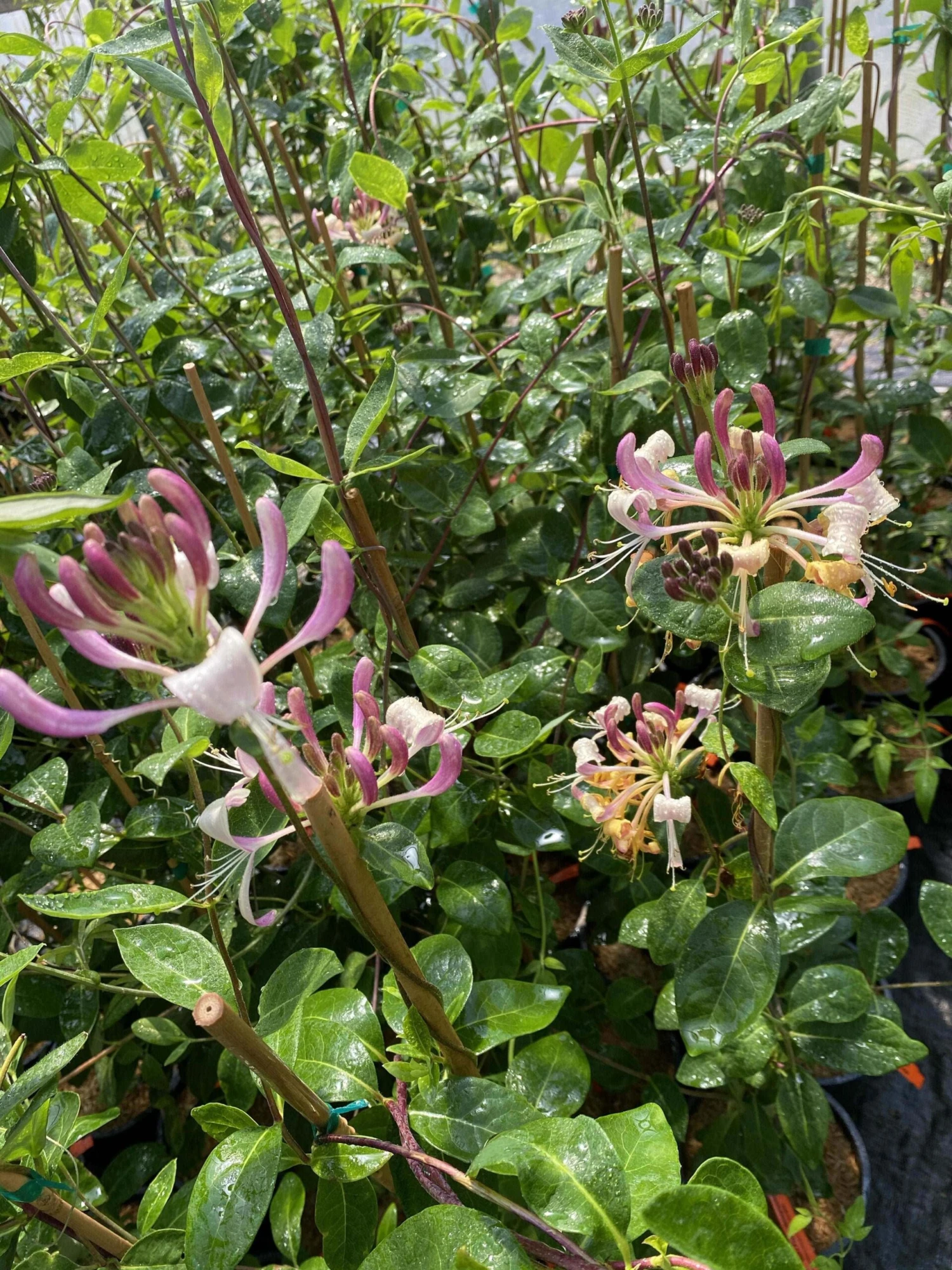 Gold Flame Honeysuckle 1 Gold Flame Honeysuckle