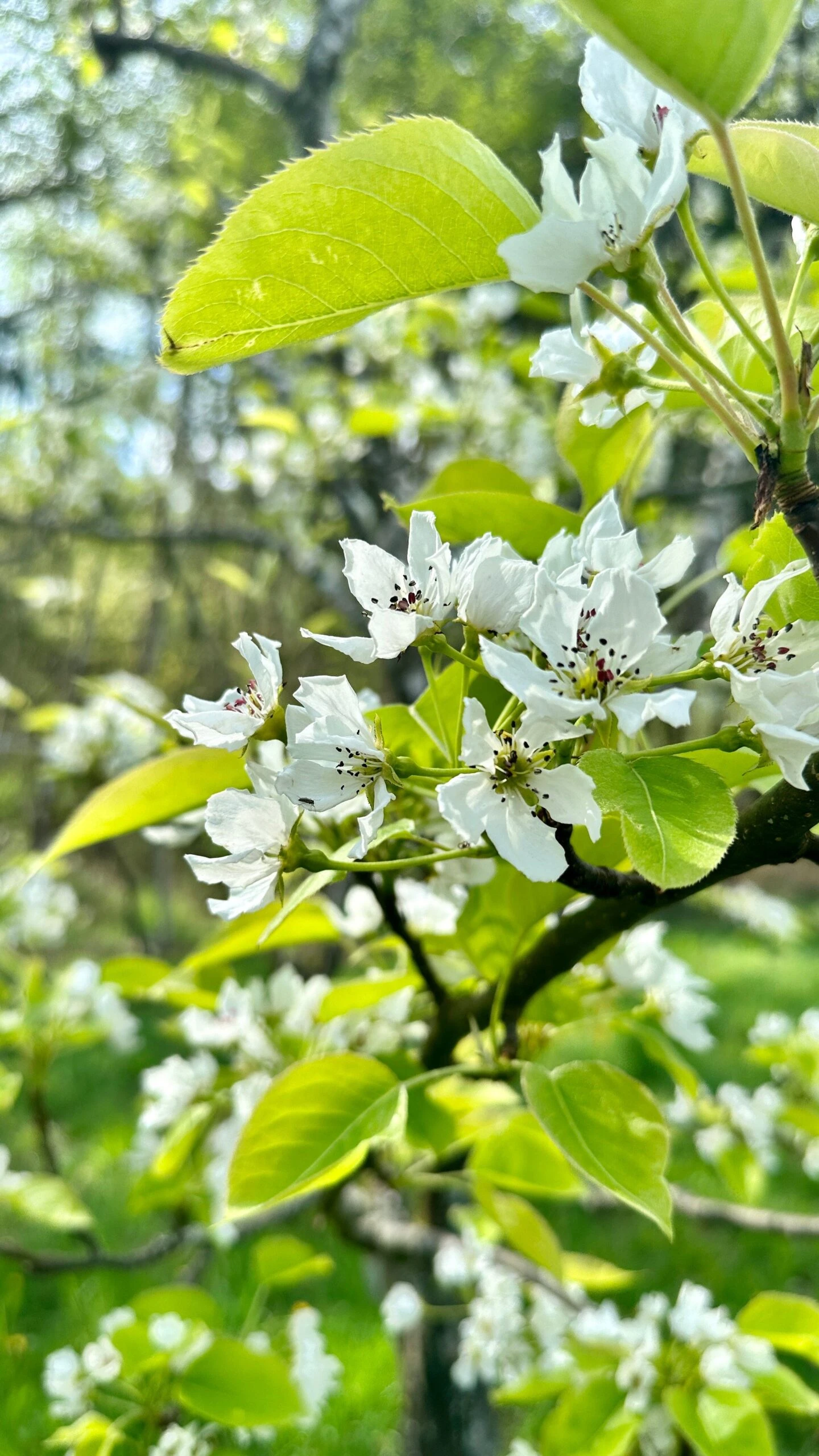 Shinseiki Asian Pear 2 Shinseiki Asian Pear - Image 2